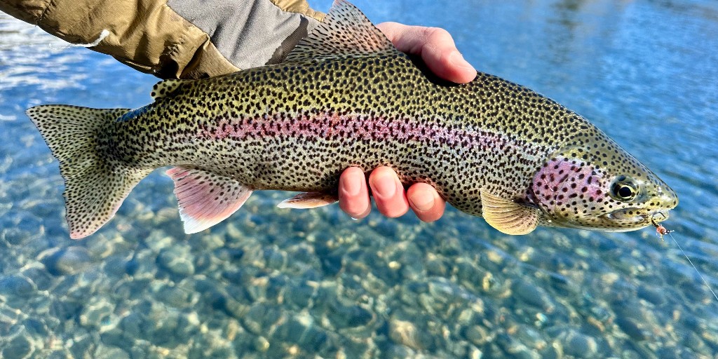 U.S. Fish and Wildlife Service tweet media