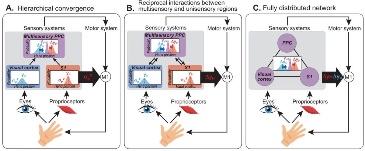 🚨It's published! 🚨Our results support highly-simplified-model "B", if you're wondering. The Somatosensory Cortex and Body Representation: Updating the Motor System during a Visuoproprioceptive Cue Conflict jneurosci.org/content/45/32/…