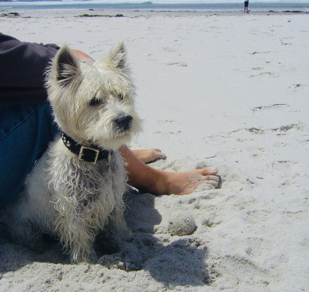 Jenny Turnbull | KidLit Author (@jennytwrites) on Twitter photo first trip to a dog beach and someone fell in love 🐾❣️🌊 🌈
#enzo #doglovers #dogmom #westies first trip to a dog beach and someone fell in love 🐾❣️🌊 🌈
#enzo #doglovers #dogmom #westies