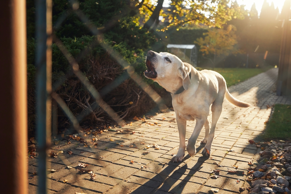 inpaincallwayne's tweet photo. Summer is in full effect, which means more outdoor activity means more chances for encounters between dogs and people, especially kids. Read our blog on why dog bites are more common in the summer and how to take care of your surroundings. #dogbites
https://t.co/HC0NsAS66s https://t.co/lGyG4ODESF