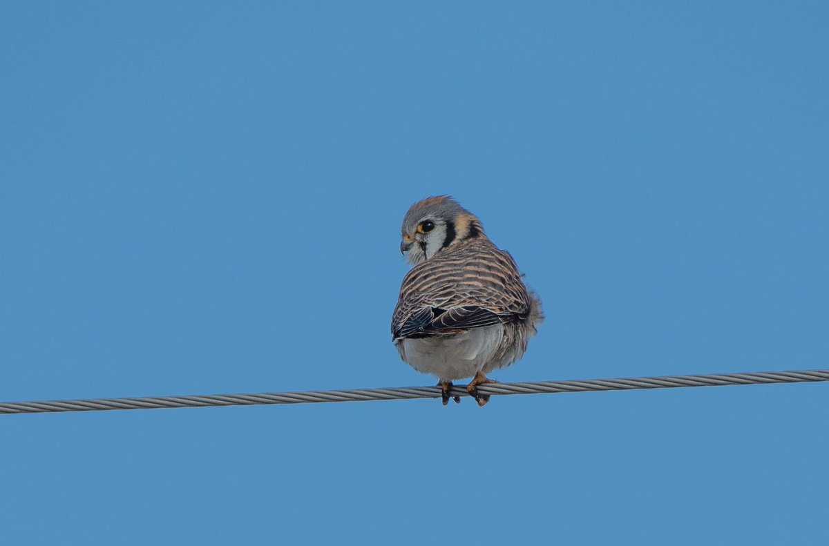 Birding University tweet media