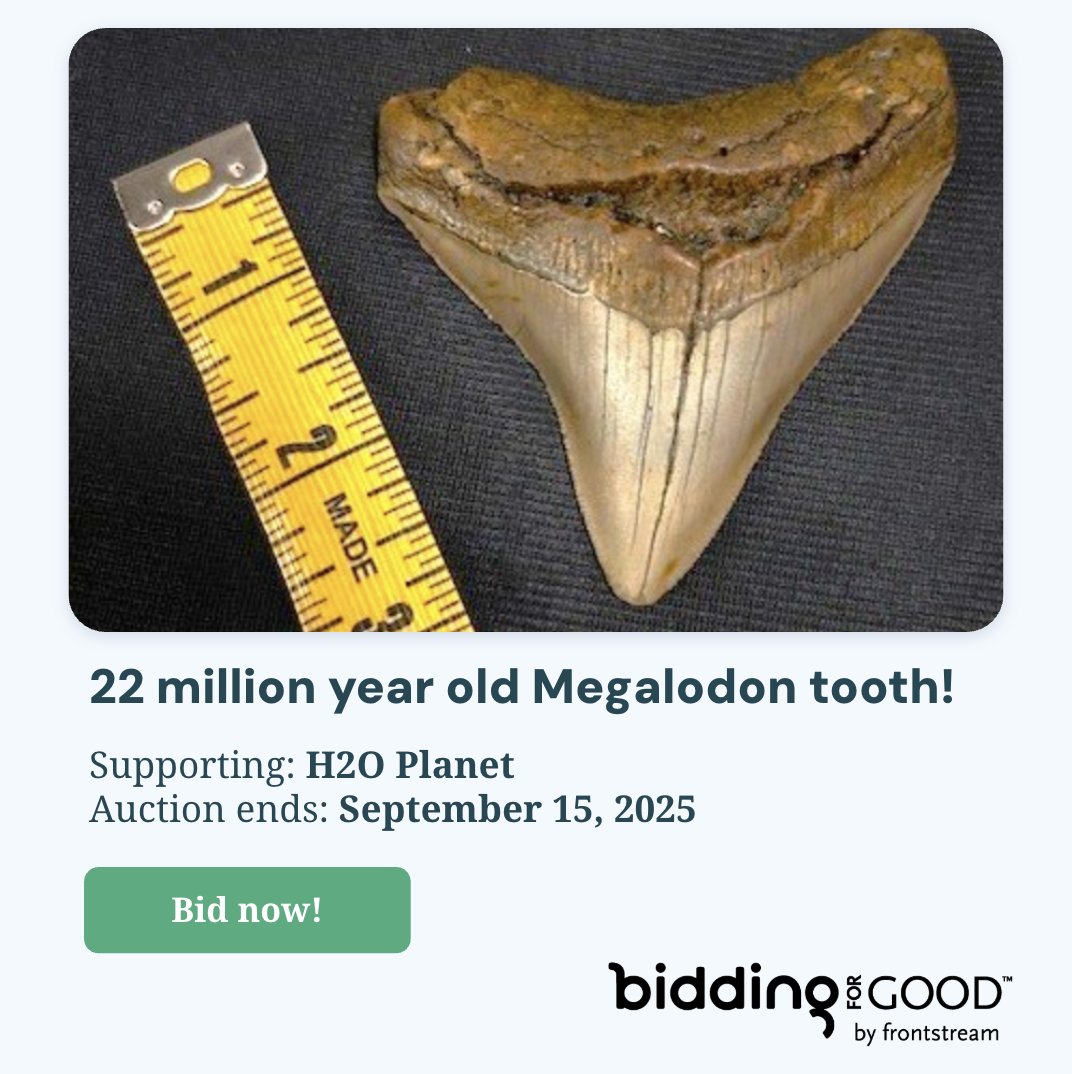 Live every week like it's #SharkWeek. 🦈

Bid now on a 22 million year old Chubutensis Megalodon tooth discovered off the North Carolina coast.

Auction ends September 15 👇 hubs.la/Q03B9FG10

Together we've raised $596,241,613 and counting for schools and nonprofits! 💪