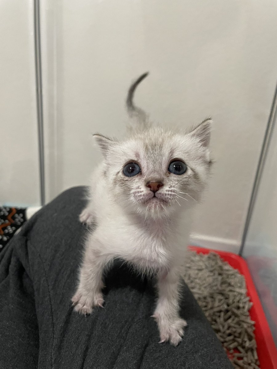 Friends of Bear Cat Rescue tweet media