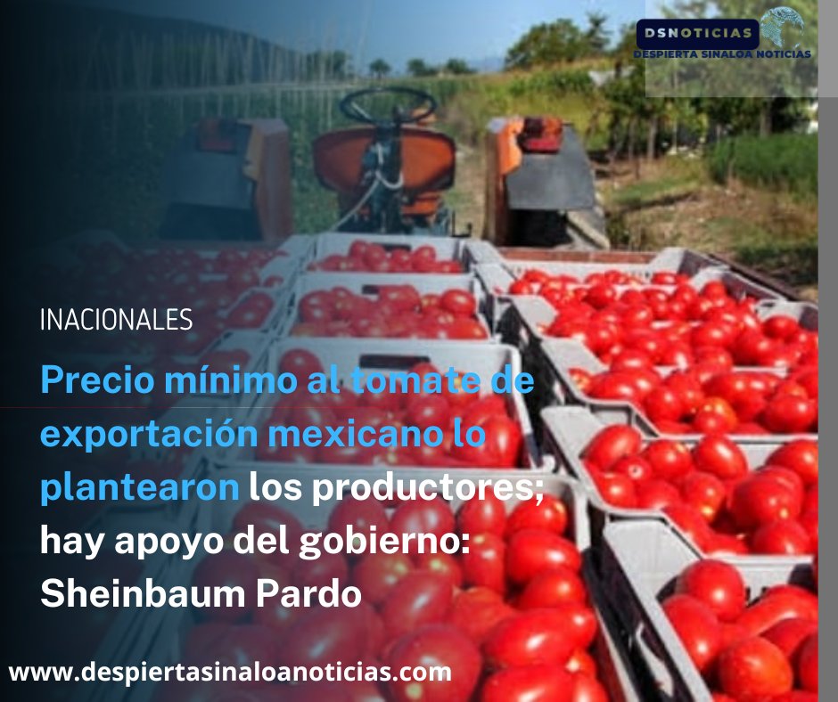 La presidenta Claudia Sheinbaum Pardo se refirió al establecimiento del precio mínimo del tomate de exportación, que fue propuesto por los productores para que todos tuvieran la misma posibilidad de seguir exportando despiertasinaloanoticias.com/precio-minimo-…