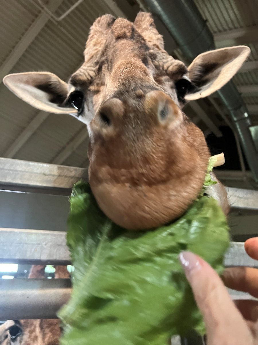 A big thank you to Kirkpatrick Bank for inviting envida to the Cheyenne Mountain Zoo client event! We had such a great time — and feeding the giraffes was definitely a highlight (they enjoyed it too!).