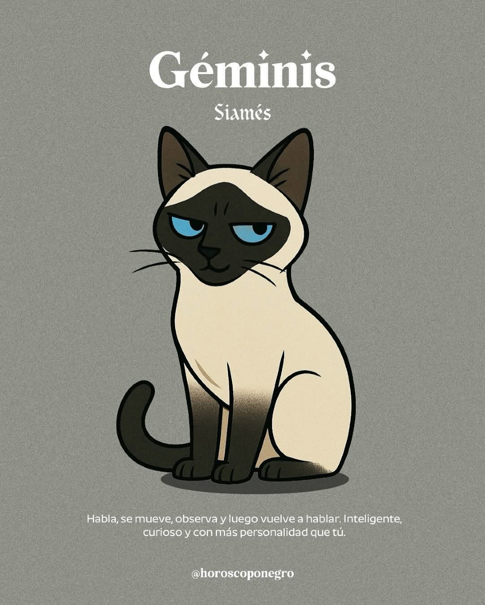 Aquí está el gato que te representa según tu signo 🐈