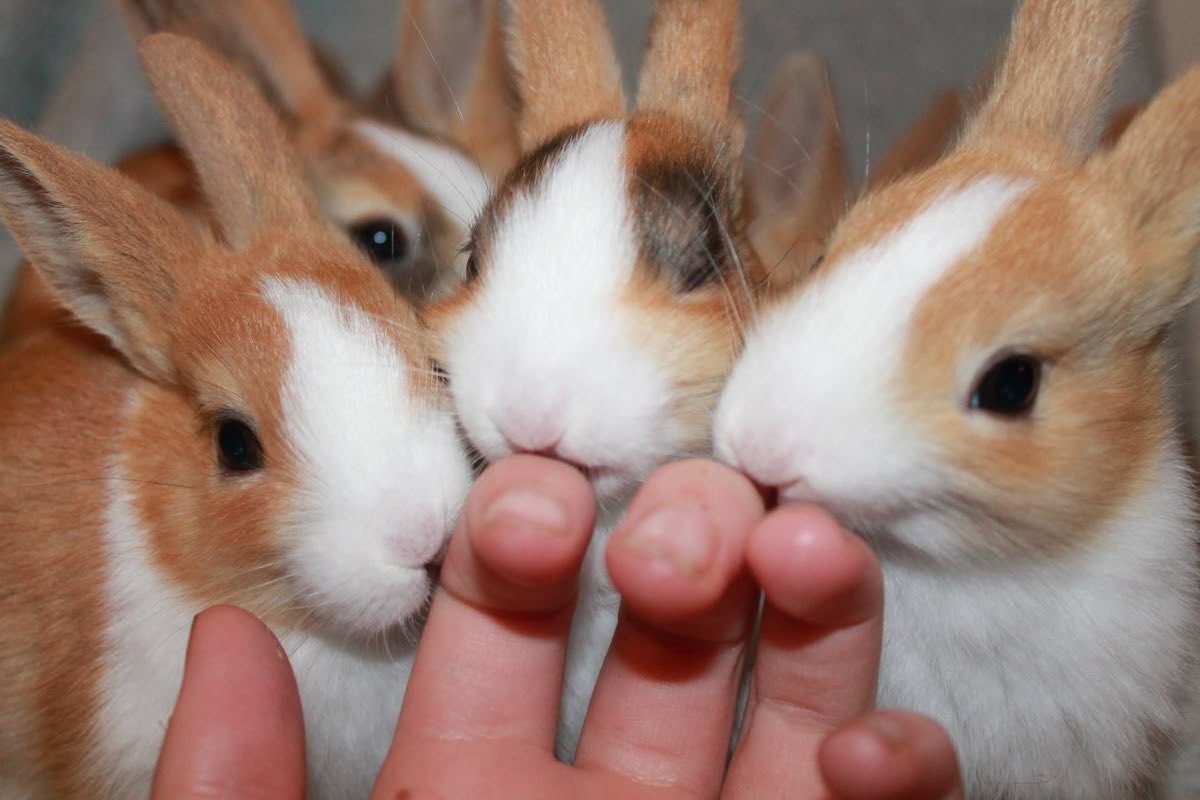 Bunnies (@bunnies) on Twitter photo 