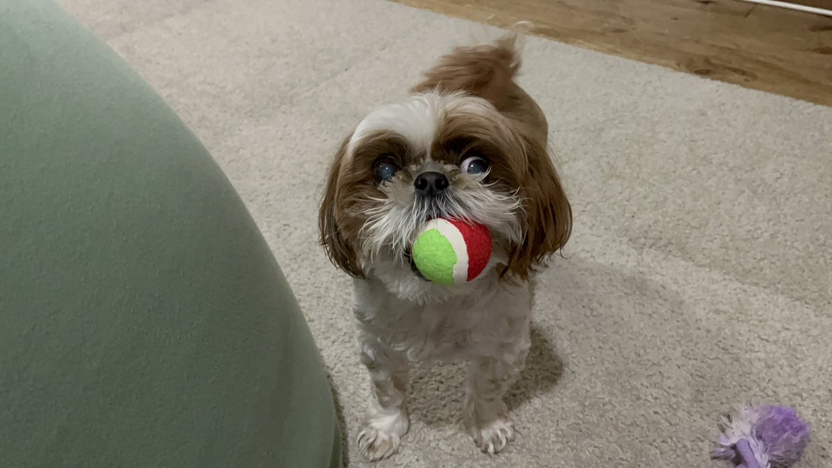 こっちゃんもかわいい (@inuparty_) on Twitter photo 