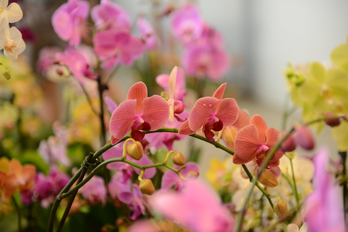 Queens Botanical Garden tweet media