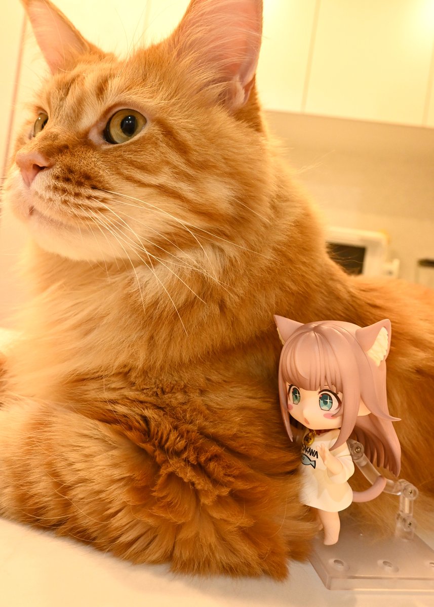 ふわふわのリアルきなこ見つけた🐈✨
#うちのねこが女の子でかわいい