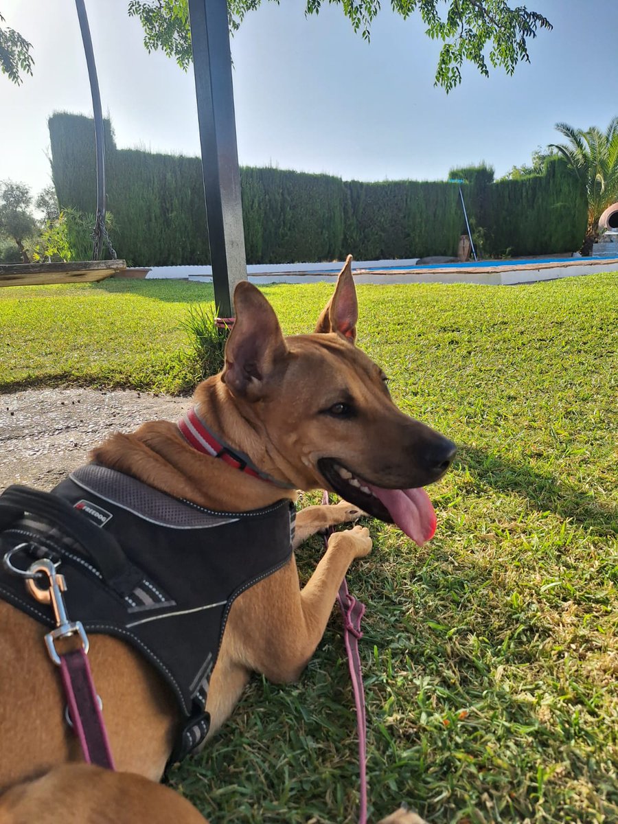 La Sonrisa Animal (Lasa)® tweet media
