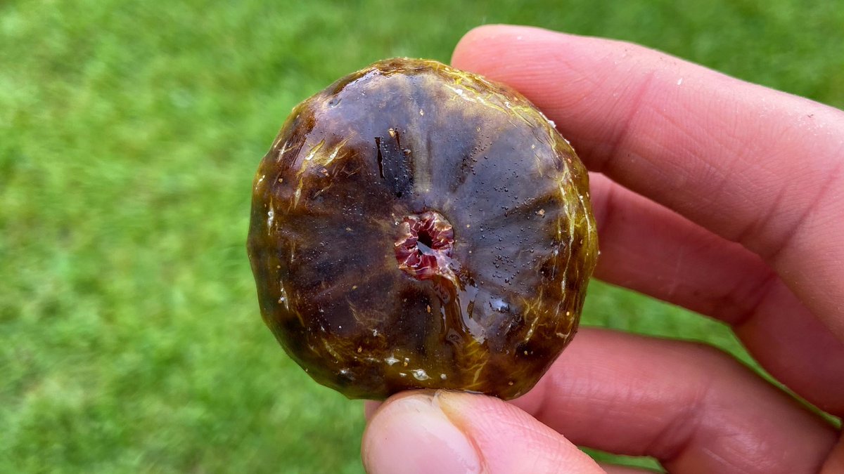 NCGardening's tweet photo. Rain, rain, rain, every day! But, the Smith #fig marches on, providing pools of strawberry goodness inside. It is one of the only high quality #figs I know that holds up to #rain.
———
#figtree #figtrees #fruittrees #garden #gardening https://t.co/OvVXGxKkp8