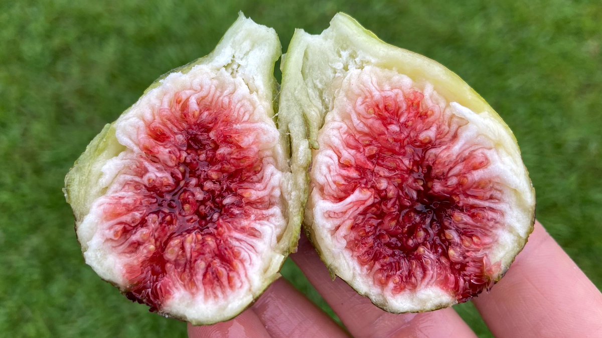 NCGardening's tweet photo. Rain, rain, rain, every day! But, the Smith #fig marches on, providing pools of strawberry goodness inside. It is one of the only high quality #figs I know that holds up to #rain.
———
#figtree #figtrees #fruittrees #garden #gardening https://t.co/OvVXGxKkp8