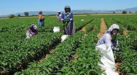 Temiz su kaynaklarının azalması, kuraklık, seller, orman yangınları ve atmosferdeki sera gazlarının artması yeterli gıdaya erişimi tehdit ediyor. Tarımsal verimin ve ürün kalitesinin düşmesiyle gıda fiyatlarında da artışlar yaşanıyor.☘️
<a href="/HatipogluHalil/">Dr. Halil HATİPOĞLU</a> 
<a href="/GaziKutlu/">Gazi Kutlu</a>