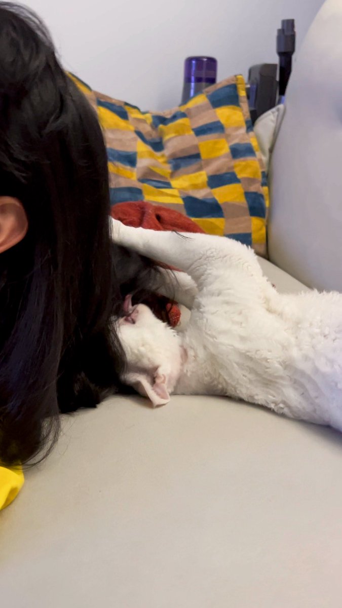 yol11492302's tweet photo. Shaun: intense hair-grooming mode ππ±
Me: sneaky photo click πΈ
Shaun: πβ
#DevonRex #CatOfTwitter #SecretRevealed π https://t.co/CY7W4L9S1J