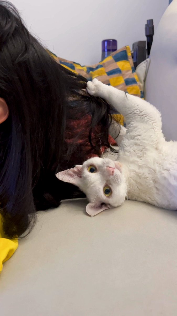 yol11492302's tweet photo. Shaun: intense hair-grooming mode ππ±
Me: sneaky photo click πΈ
Shaun: πβ
#DevonRex #CatOfTwitter #SecretRevealed π https://t.co/CY7W4L9S1J