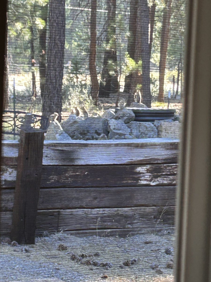 Must be a 🐿️ convention I was unaware of😂😂
(Counted 7)