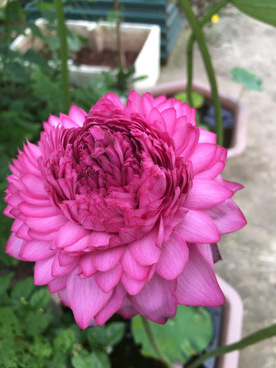 Lương Ánh | Daisy tweet media