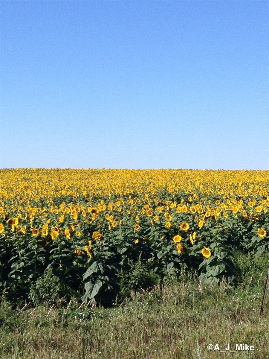 A_J_Mike's tweet photo. Sunflowers as far as the eye can see! Yes, this is a real photo taken near Elgin, North Dakota, USA
#Sunflowers 
#NorthDakota
#BigSky
#TravelNorthDakota https://t.co/3Ij01pUAVk
