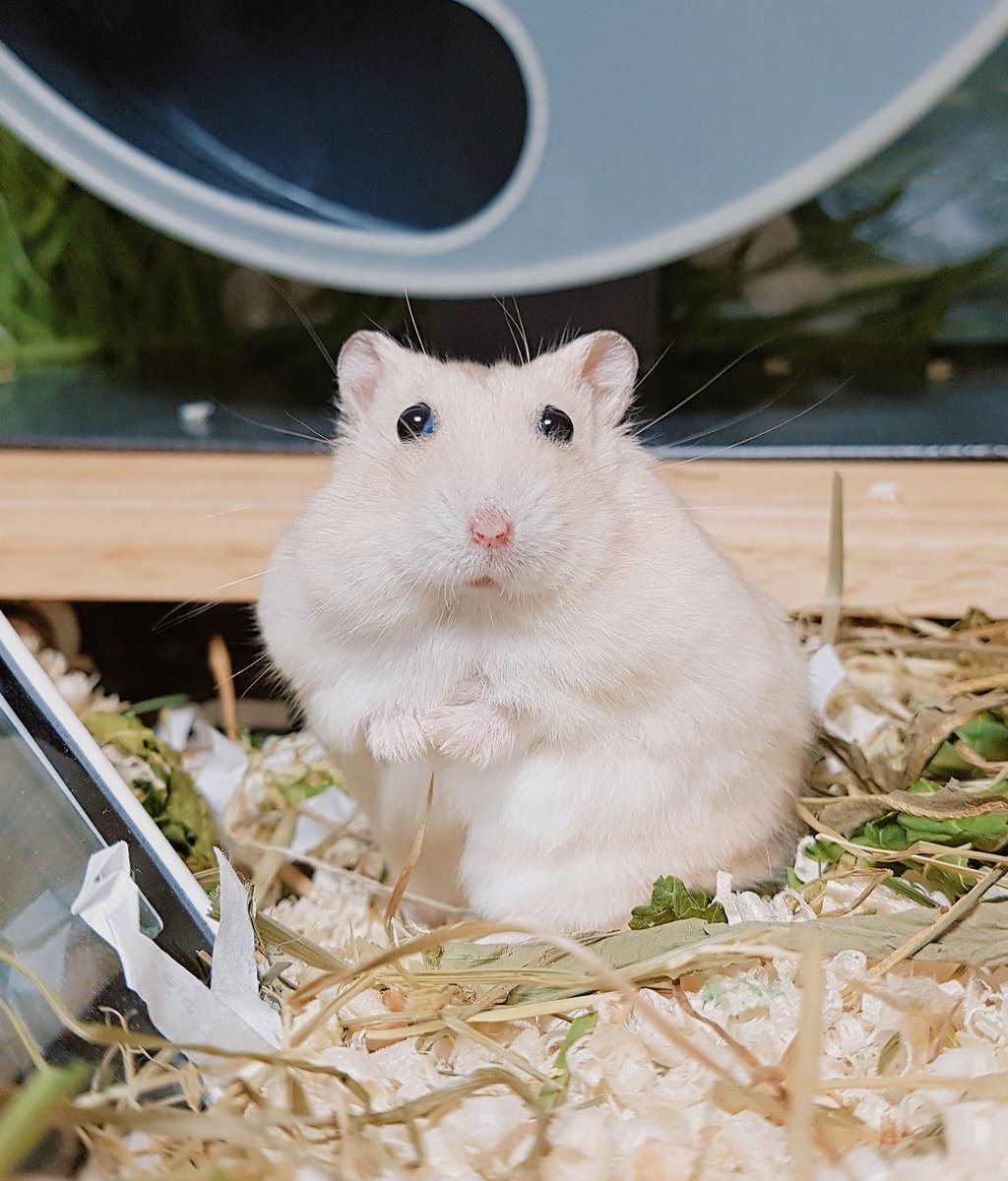 우리햄지 tweet media