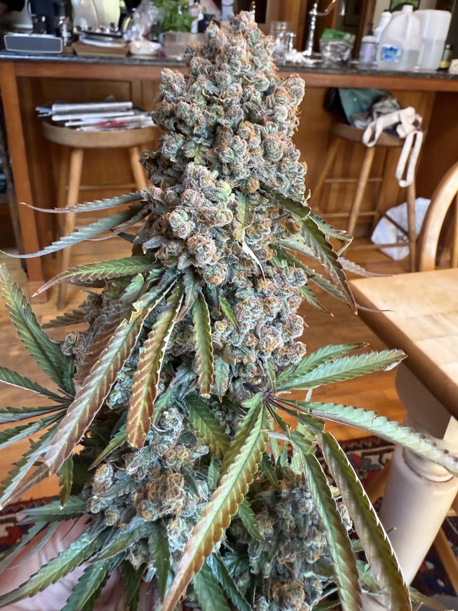 Blueberry OG 🫐