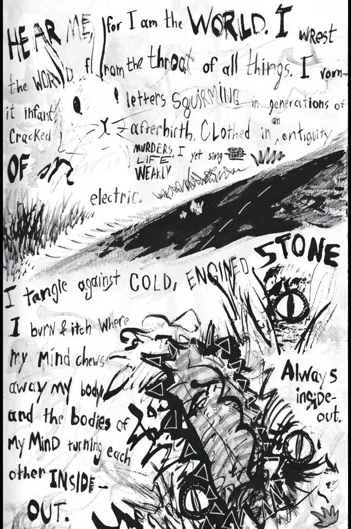 Lichen Euchella tweet media