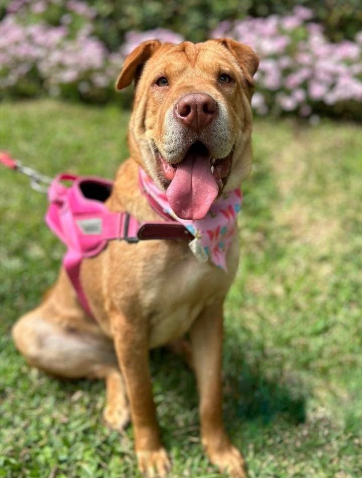 peravi's tweet photo. #Casoexterno
Linda sharpei en adopción
📍 Solo Lima
Bella está lista para un hogar
Info: 930453042
Datos:
Edad: 1 año y medio
Tamaño: mediano
Peso: 19 kg
Vacunadas
ESTERILIZADA
Es sociable con todos
Dale RT https://t.co/Q2j2vx4roE
