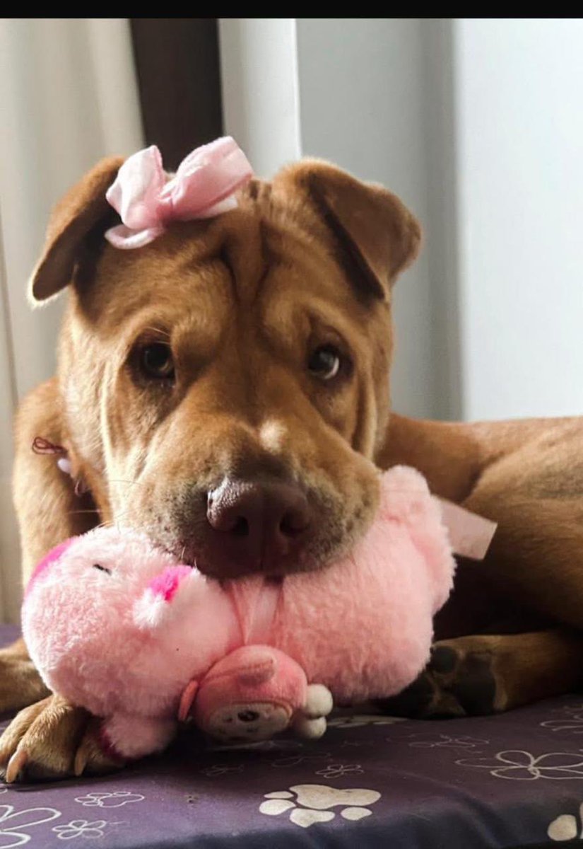 peravi's tweet photo. #Casoexterno
Linda sharpei en adopción
📍 Solo Lima
Bella está lista para un hogar
Info: 930453042
Datos:
Edad: 1 año y medio
Tamaño: mediano
Peso: 19 kg
Vacunadas
ESTERILIZADA
Es sociable con todos
Dale RT https://t.co/Q2j2vx4roE