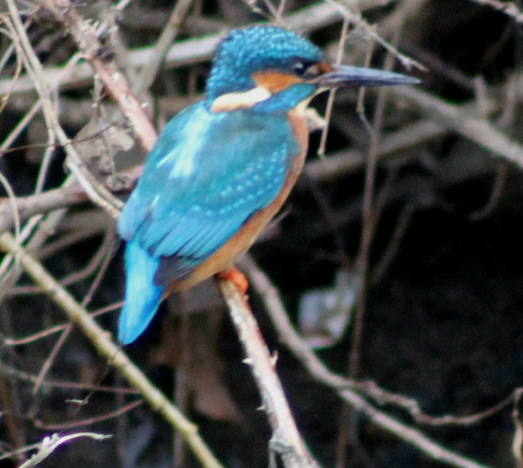 Borders Dexy (@dexysrun) on Twitter photo Edinburghs favourite bird the Kingfisher at the Water of Leith.
<a href="/WOLCT/">Water of Leith Conservation Trust</a> <a href="/Natures_Voice/">RSPB</a> <a href="/NatureUK/">NatureUK</a>
#BirdsSeenIn2025 #BirdsOfTwitter #NatureBeauty
<a href="/RSPBbirders/">RSPB Birders</a> <a href="/Britnatureguide/">The British Nature Guide</a> <a href="/RSPBScotland/">RSPB Scotland</a>
#birdsphotography <a href="/NatureScot/">NatureScot</a> #TwitterNatureCommunity #birdwatching #edinburghfringe Edinburghs favourite bird the Kingfisher at the Water of Leith.
<a href="/WOLCT/">Water of Leith Conservation Trust</a> <a href="/Natures_Voice/">RSPB</a> <a href="/NatureUK/">NatureUK</a>
#BirdsSeenIn2025 #BirdsOfTwitter #NatureBeauty
<a href="/RSPBbirders/">RSPB Birders</a> <a href="/Britnatureguide/">The British Nature Guide</a> <a href="/RSPBScotland/">RSPB Scotland</a>
#birdsphotography <a href="/NatureScot/">NatureScot</a> #TwitterNatureCommunity #birdwatching #edinburghfringe