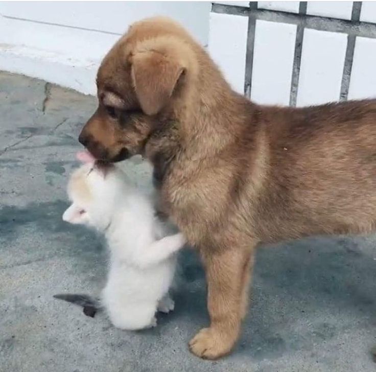 😻😻 (@kittenhideout) on Twitter photo 