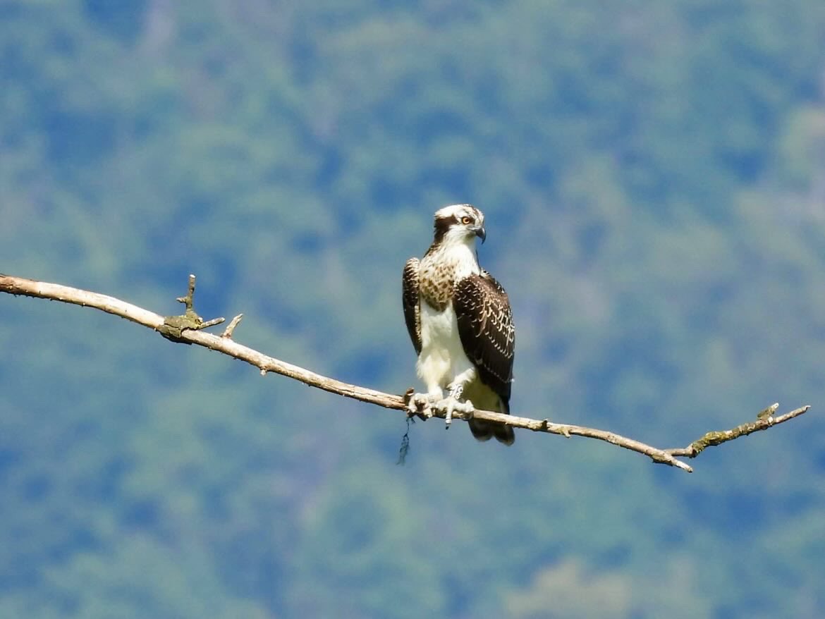 Ficedula_Ch's tweet photo. La migrazione degli uccelli sta entrando nel vivo
Ecco che il primo Falco pescatore diretto verso sud fa scalo alle Bolle di Magadino 😍
Grazie @raffi_capi 😃 https://t.co/HO0AKRRDGr