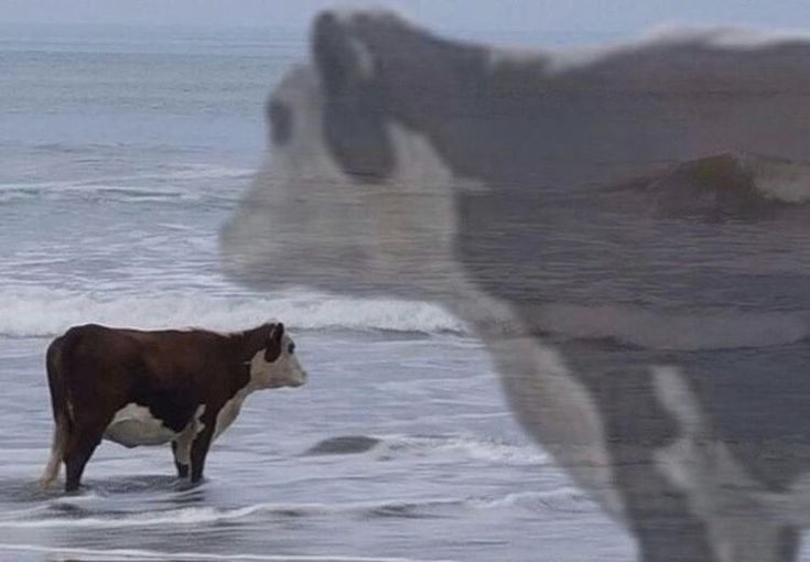 Peter🐮🥛Cattleton tweet media