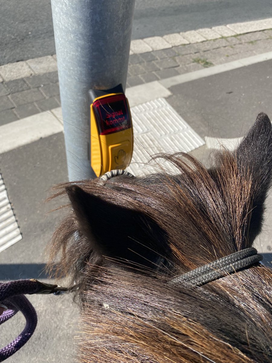 Lichtschalter in der Reithalle darf ich nicht drücken. Das hier schon. Das piepst dann lustig!