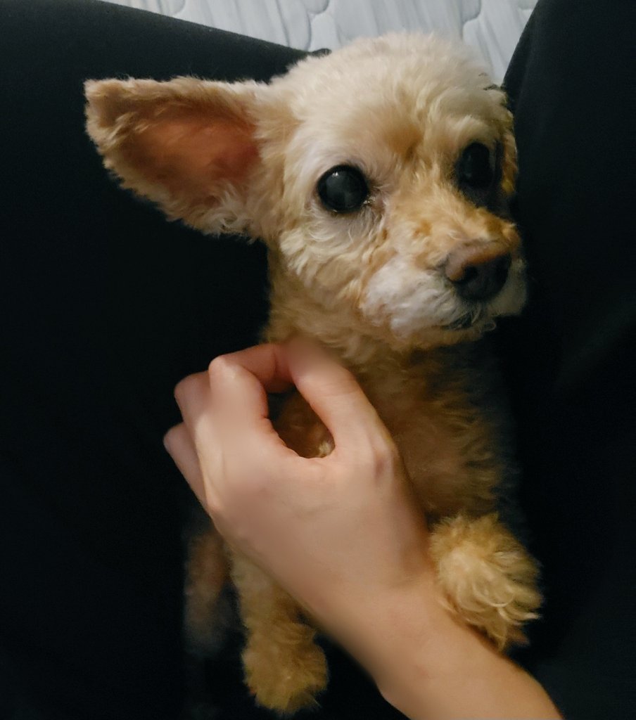 8月12日 16回目の月命日
写真は2020年8月(13歳) 

#月命日
#秘密結社老犬倶楽部天国支部