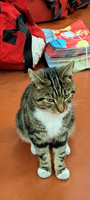 🚨 Lost Cat🚨
Young, friendly male cat has wandered into Royal Mail’s sorting office, Croydon Rd, Elmers End #BR3 #Beckenham.
Microchipped but not registered 📮😺
Looks well cared for. Can’t stay at PO  – please RT to help find his family! 🐈💌