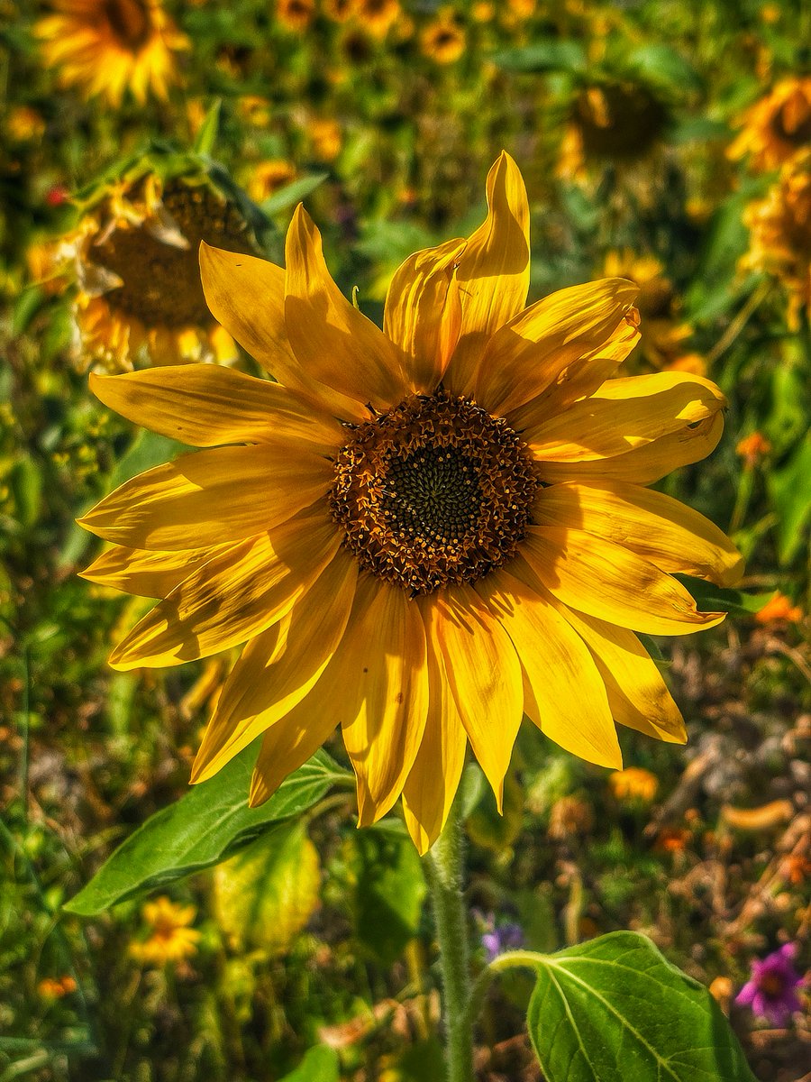 A sunflower in sunflower field 🌻
#Bloomscrolling #nature #photography #sunflower