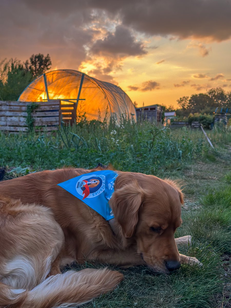 Finlay - Red Moonshine (@finredmoonshine) on Twitter photo Finlay #RedMoonshine has been out with his #HerbiesHeroes bandana for <a href="/AFR_UK/">AnimalFreeResearchUK</a>, watch out for more photos soon! #BoatsThatTweet #KeepCanalsAlive #LifesBetterByWater #FundBritainsWaterways moonshine.me/red Finlay #RedMoonshine has been out with his #HerbiesHeroes bandana for <a href="/AFR_UK/">AnimalFreeResearchUK</a>, watch out for more photos soon! #BoatsThatTweet #KeepCanalsAlive #LifesBetterByWater #FundBritainsWaterways moonshine.me/red