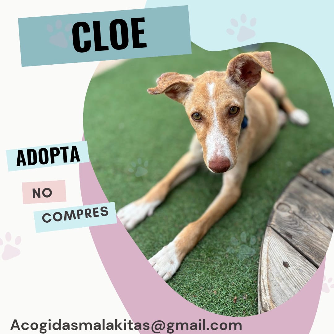 AMIacogemos's tweet photo. 🔴🔴🔴 DÍA DE PRESENTACIONES
🆕️ Cloe es una #podenca de aproximadamente 4️⃣ meses, de adulta será mediana y es una chica activa y obediente... ¿Quieres conocerla?
acogidasmalakitas@gmail.com #AdoptaNoCompres #perros #cachorros https://t.co/NrBkg681RK