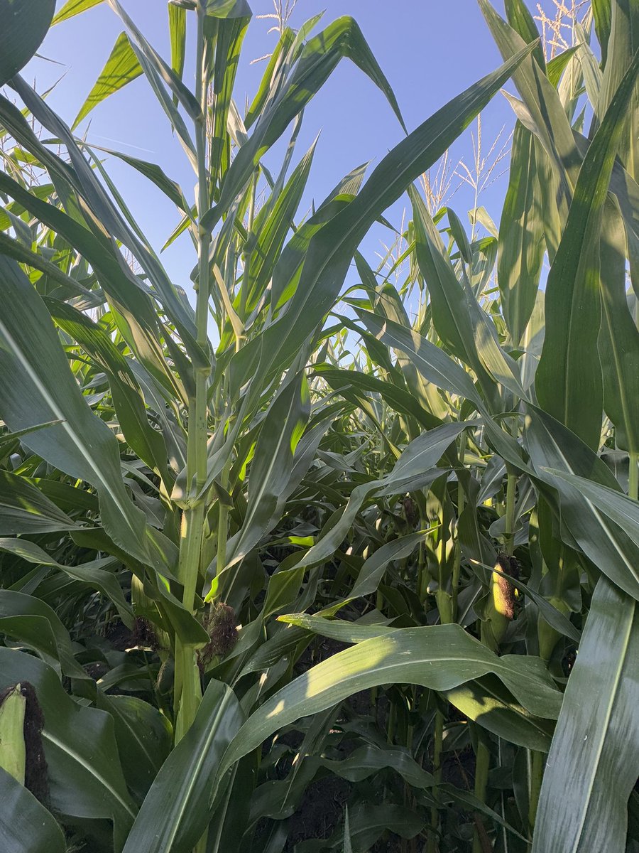 Ciampitti Lab tweet media