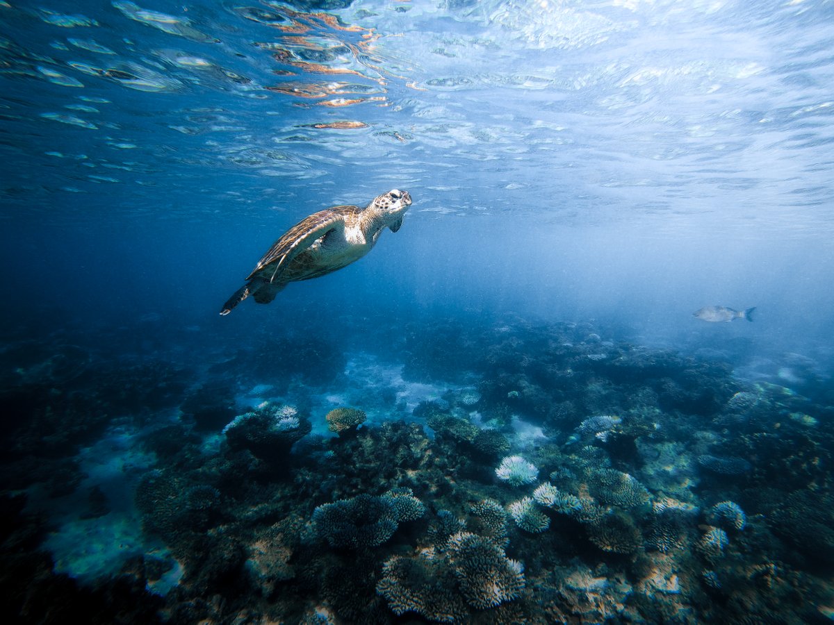 GoPro's tweet image. Photo of the Day: Nothing but nature ✨ Captured in protected waters off the coast of Western Australia by Julien Labouro.

🤿 Did you know all of our cameras are waterproof straight out of the box, without a housing?

#GoPro #SeaTurtle #WildlifePhotography #WesternAustralia