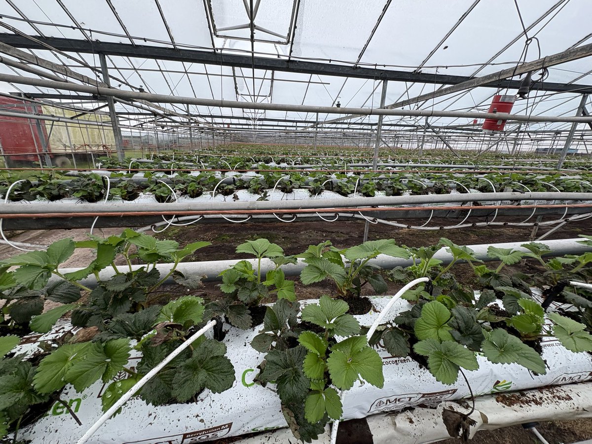 Agronomysilvers's tweet photo. Strawberries π indoor looking very well indeed @AgriiUK @Syngenta @Bayer4CropsUK @certis_belchim πππ₯π₯ #protectedcrops https://t.co/RmGZ1aEEcm