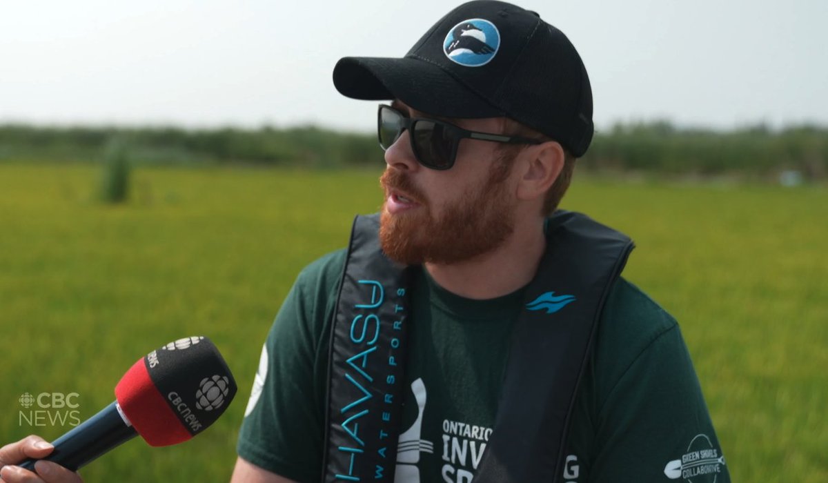 OODMag's tweet photo. Water soldier in Lake Simcoe is hazardous to both humans and wildlife, @cbcnews reports.
https://t.co/OxxcSDy7Rb
@ofah
#Hunting #Fishing #Outdoors #LakeSimcoe #CooksBay #WaterSoldier #HumanHealth #SerratedEdges #InvasiveSpecies https://t.co/leyFVYj9EE