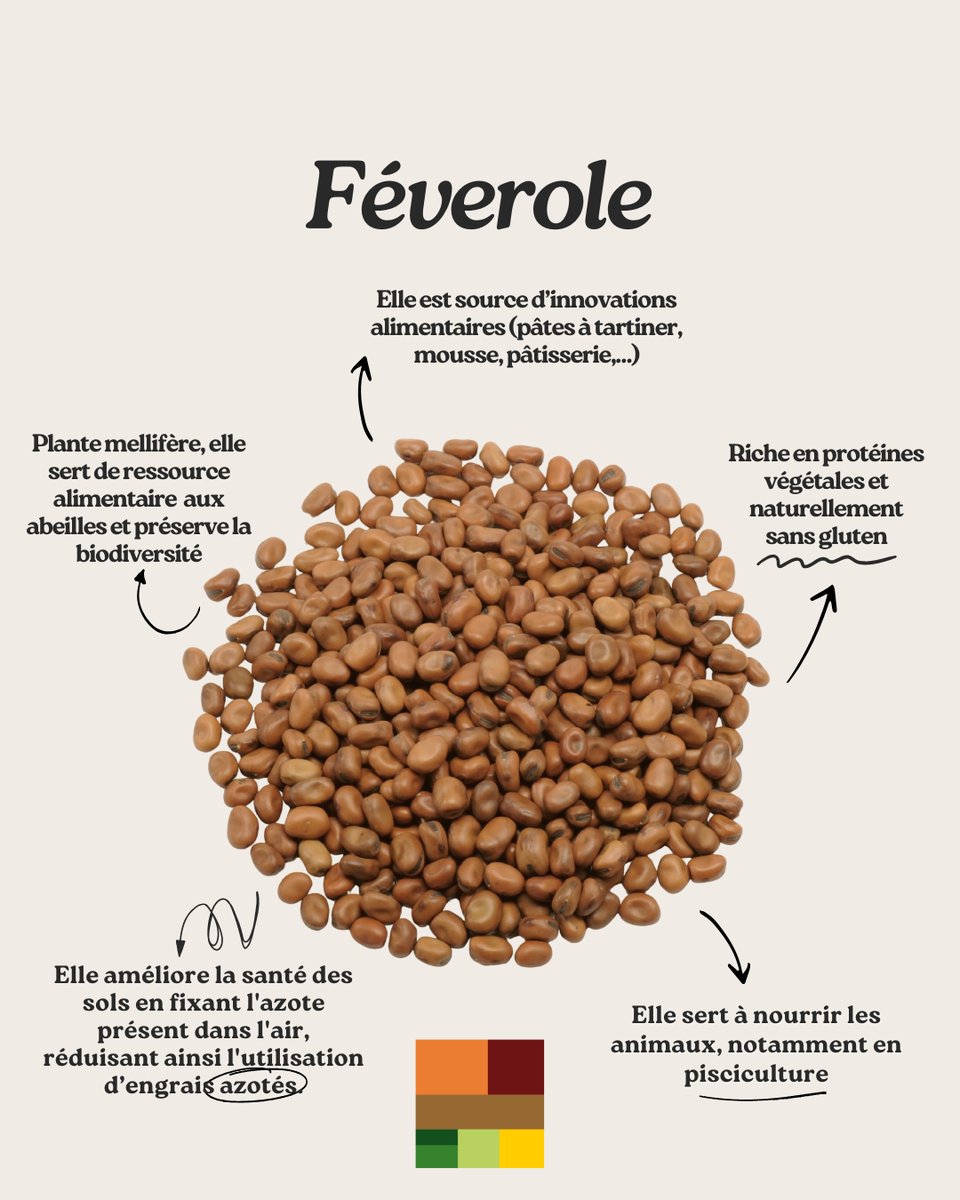 #SecretDegraine La #féverole, petite graine aux grands bienfaits ! 🤎

Riche en #protéinesvégétales et naturellement sans gluten, elle inspire des #recettes gourmandes.

Elle nourrit #animaux et poissons, enrichit les sols en azote, et attire #abeilles et pollinisateurs. 🌱🐝🌎