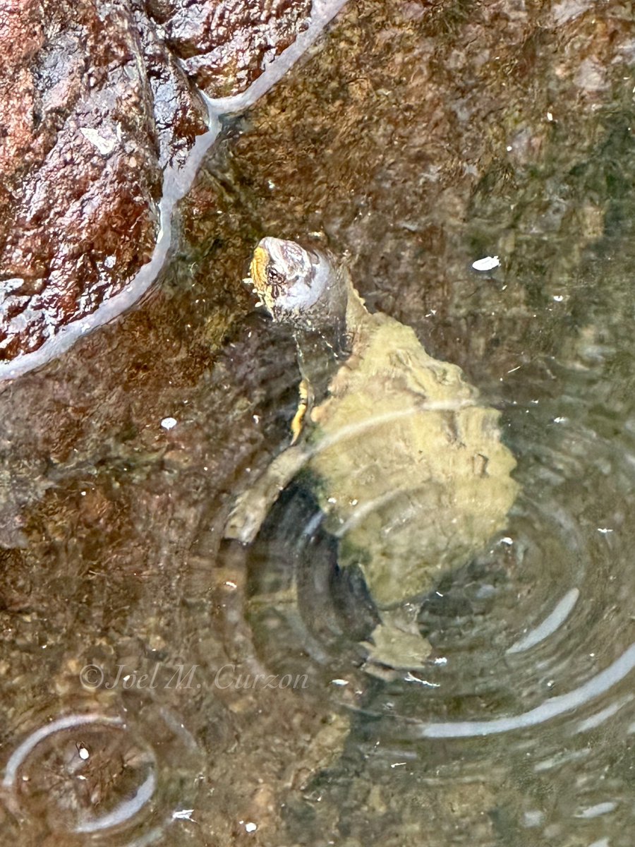 Sonoran Mud Turtle (Kinosternon sonoriense) in a canyon in one of Arizona’s Sky Islands. This year’s monsoon has been brutally dry so far, but this pool is deep and full of tadpoles.