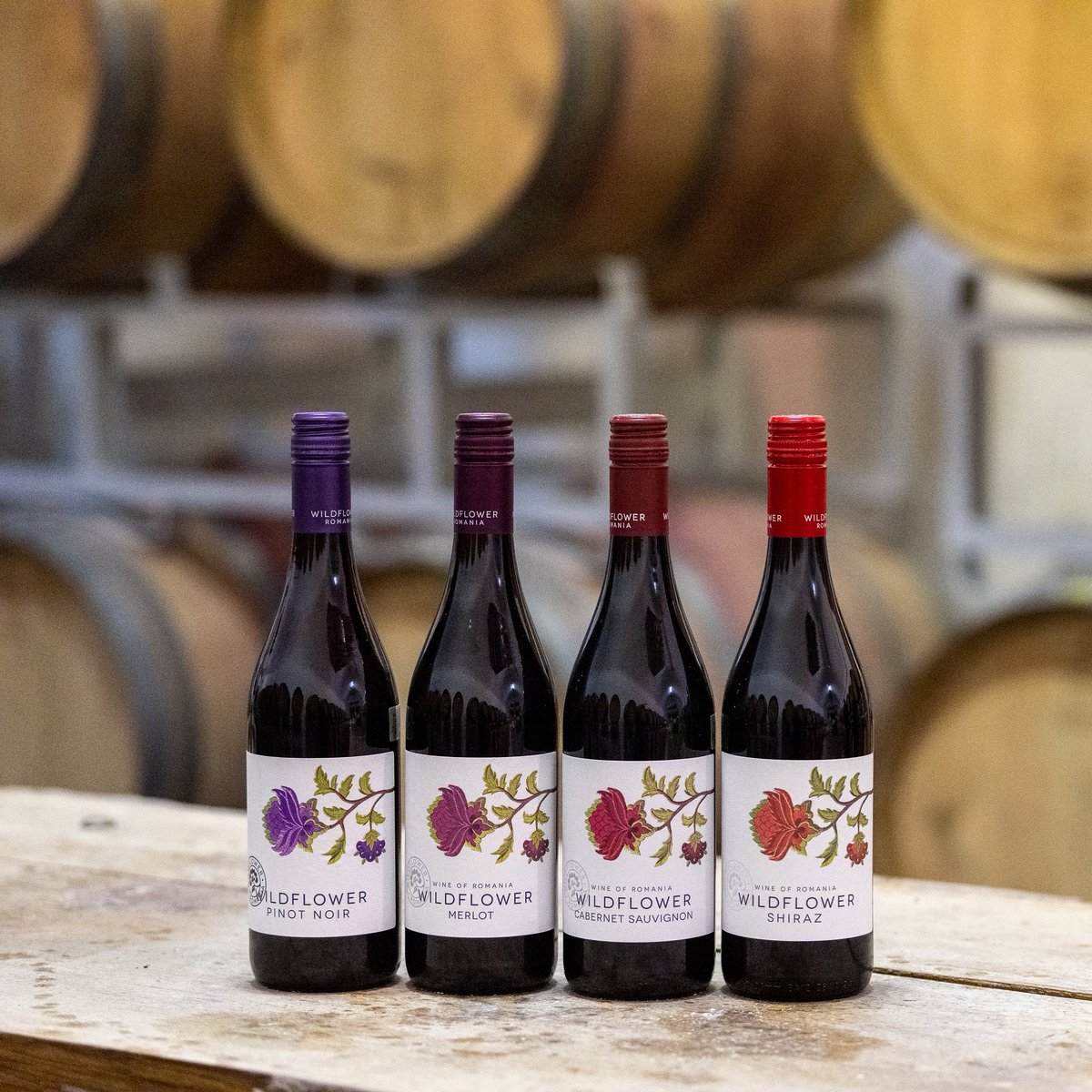Our Wildflower range is very popular, and includes wines made with international varieties, such as Pinot Noir, Merlot, Cabernet Sauvignon and Shiraz. 

#shiraz #cabernetsauvignon🍷 #merlot #pinotnoir #romanianwine #wine.