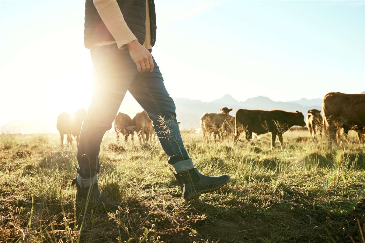investinangus's tweet photo. The Future Farming Investment Scheme (FFIS) is designed to help active farmers and crofters improve the environmental performance of their agricultural business in terms of climate change and biodiversity benefits.

Applications close on 22 August. See https://t.co/Av9dUf4WML. https://t.co/UyxcZvIhE3