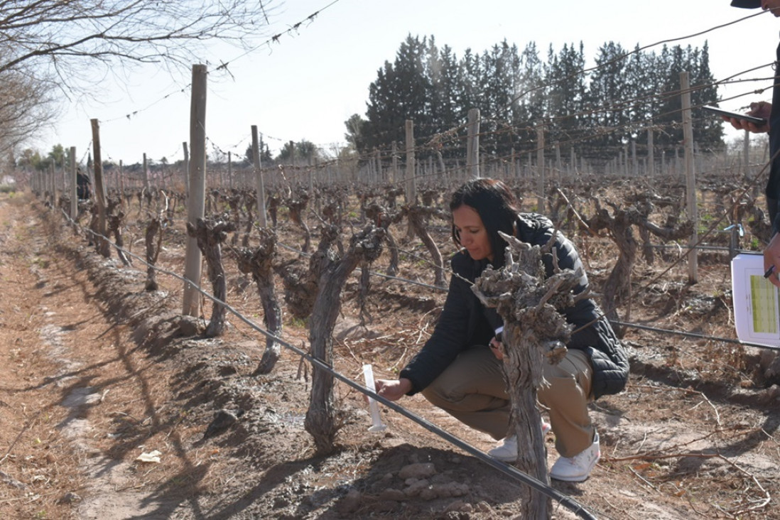 Escuela Encargados de Finca: lanzamos nueva edición 🍇

👉Tras las primeras y exitosas experiencias, donde casi 90 personas recibieron su certificación, dictaremos la 4ª cohorte de esta capacitación.

📌Inicia el 2 de septiembre y tiene cupos limitados.

📲uncuyo.edu.ar/prensa/la-uncu…