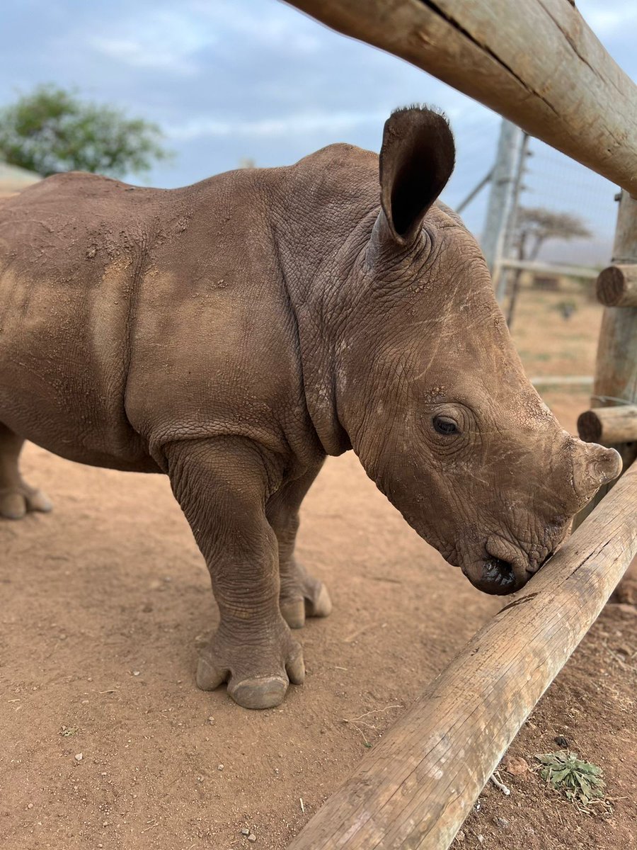 HelpingRhinos's tweet photo. Want more #rhino in your life? Sign up to the Helping Rhinos newsletter for the latest on our conservation work and to stay in the know about all things rhino 🦏
➡️ https://t.co/rfDUwXFa7A https://t.co/EHBYZZvcls