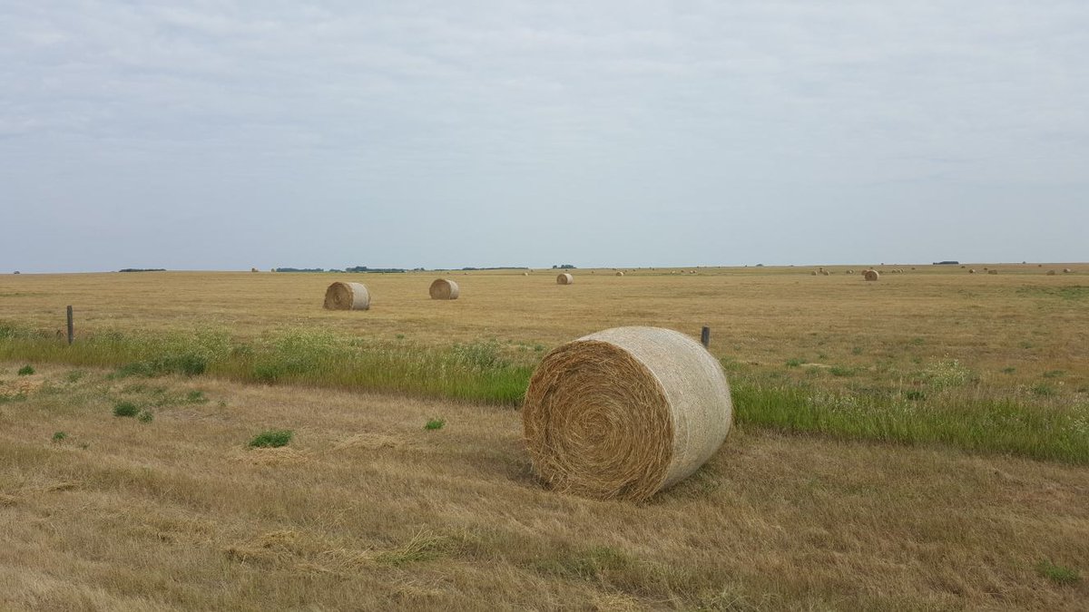 Take advantage of cutting and baling ditches adjacent to provincial highways! Ditch hay is a free way to supplement your livestock feed while maintaining vegetation along our highways. For important dates about the hay salvage program, visit: saskatchewan.ca/business/agric…