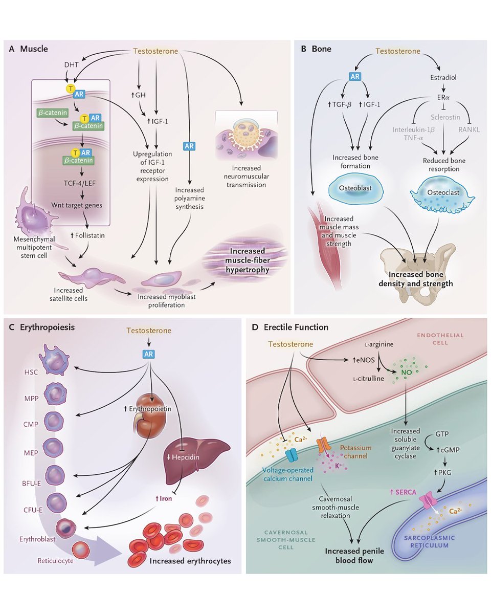 NEJM (@nejm) on Twitter photo ๐ ๐ฒ๐ฐ๐ต๐ฎ๐ป๐ถ๐๐บ๐ ๐ผ๐ณ ๐๐ฐ๐๐ถ๐ผ๐ป ๐ผ๐ณ ๐ง๐ฒ๐๐๐ผ๐๐๐ฒ๐ฟ๐ผ๐ป๐ฒ
Many of the benefits and some of the risks of testosterone treatment are mediated by the mechanisms through which testosterone acts. Testosterone has anabolic effects on muscle (panel A) and bone (panel B) and ๐ ๐ฒ๐ฐ๐ต๐ฎ๐ป๐ถ๐๐บ๐ ๐ผ๐ณ ๐๐ฐ๐๐ถ๐ผ๐ป ๐ผ๐ณ ๐ง๐ฒ๐๐๐ผ๐๐๐ฒ๐ฟ๐ผ๐ป๐ฒ
Many of the benefits and some of the risks of testosterone treatment are mediated by the mechanisms through which testosterone acts. Testosterone has anabolic effects on muscle (panel A) and bone (panel B) and